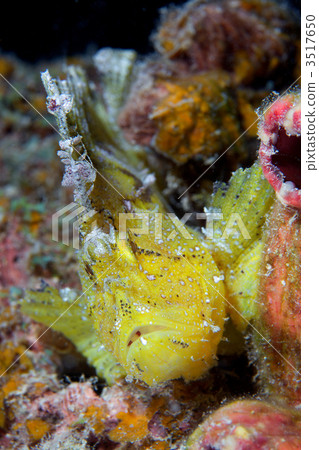 paperfish, leaf scorpionfish, scorpionfish 3517650