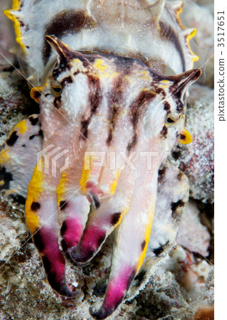 in the sea, undersea, close up 3517651