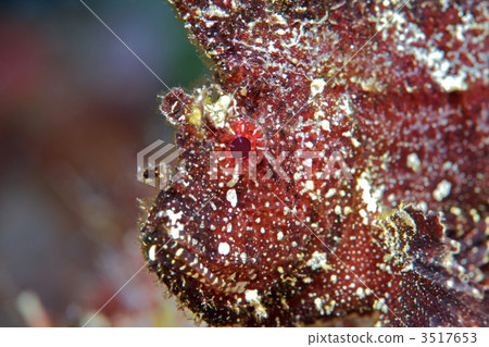 paperfish, leaf scorpionfish, scorpionfish 3517653