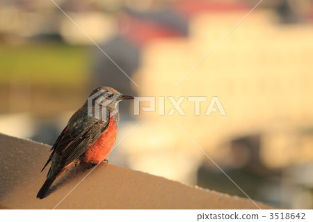 I came to the veranda in the early morning and saw the morning sun Itohiodori 3518642