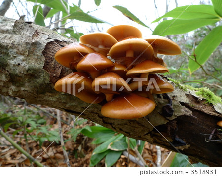 滑子菇 自然 羊肚菌 3518931