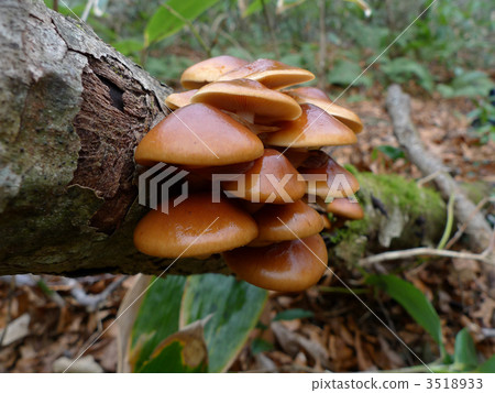 滑子菇 滑菇 自然 3518933