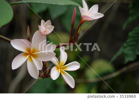 Indo-sokakei 3518968