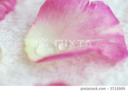 petal, petals, flower petals 3518989