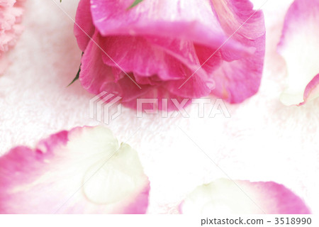rose, roses, petal 3518990