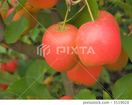 楸子 蘋果 幼苗 3519028