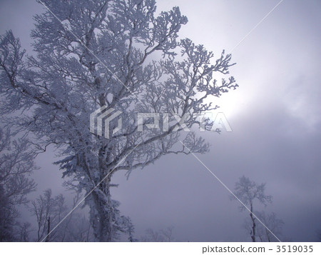 Tree of wind and snow Tree of wind and snow 3519035
