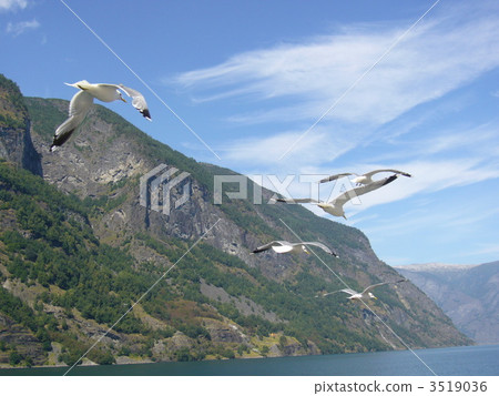 Play with the gulls of the Zognefjord Play with the gulls of the Zognefjord 3519036