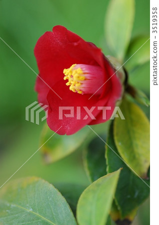 茶花 3519358