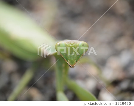 praying manti, bug, insect 3519450