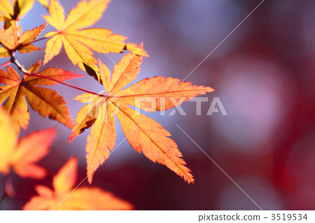 A colored maple A colored maple 3519534