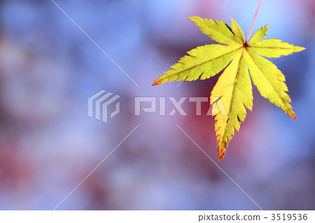 A colored maple 3519536