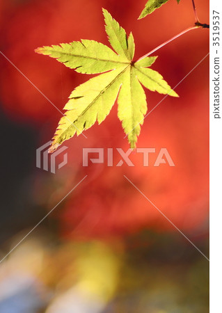 A colored maple 3519537