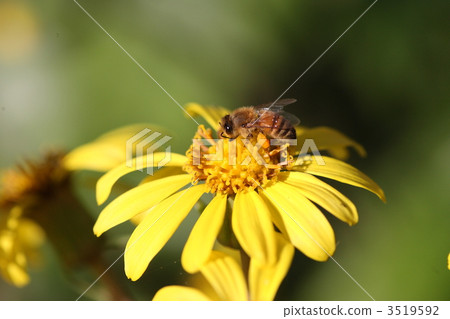 [Honey bee and Tsubaki] 3519592