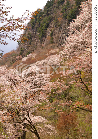 Cherry blossoms at the folding roof garden 3519656