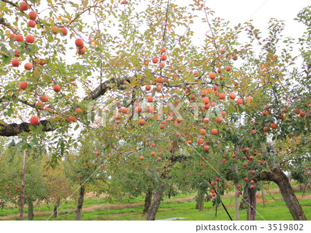 Apple 3 3519802