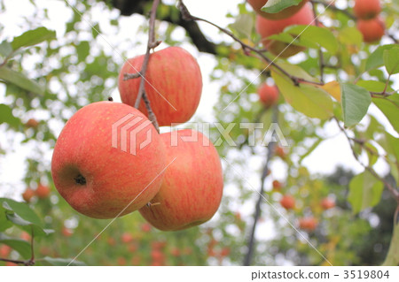 Apple 4 3519804