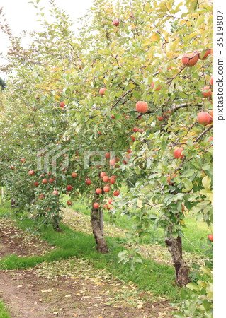 Apple 5 3519807