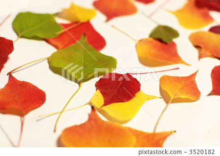 中國烏桕 中國烏桕 3520182