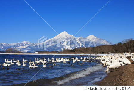 Swans and Bandai (Lake Inawashiro Lake Tenjin) 3520195