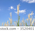 japanese pampas grass, blue sky, sky 3520401