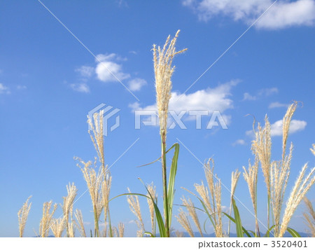 japanese pampas grass, blue sky, sky 3520401