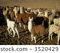 Uyuni's alpaca 3520429