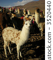 Uyuni's alpaca 3520440