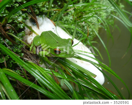 Molicow青蛙和蛋質量 3520591