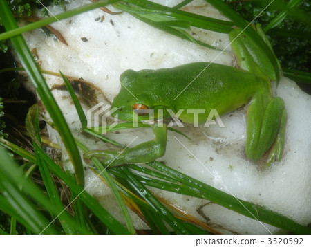 Molicow青蛙和蛋質量 3520592