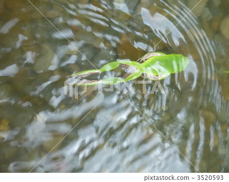 Frog swimming in the water 3520593