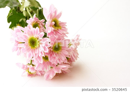 粉紅色的花朵 粉紅色的花朵 3520645