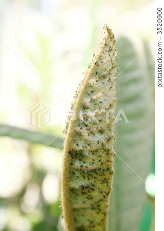 aphid, aphids, loquat leaves 3520900