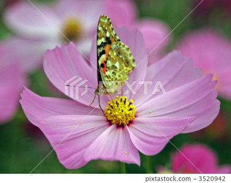 Cosmos and Butterflies 3520942