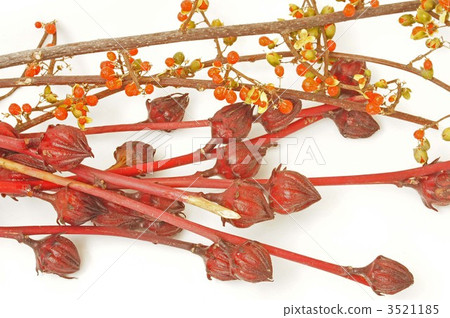 南蛇藤 水果 表現 3521185