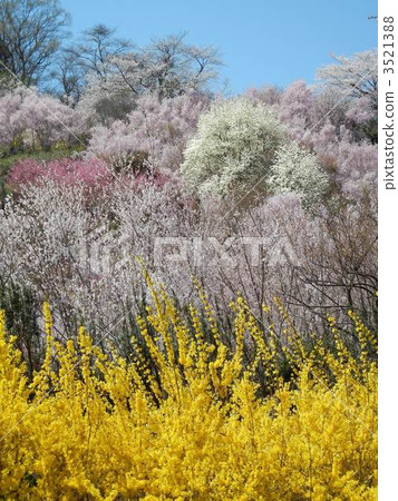 春季比賽 春季比賽 3521388