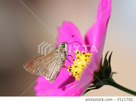Brown wings sucking nectar's nectar 3521792