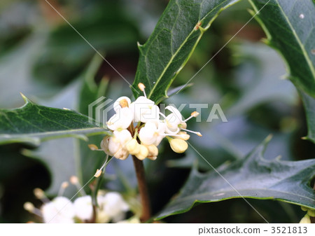 Squid flower Squid flower 3521813