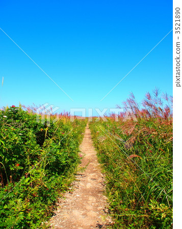 One road to Todoara 3521890