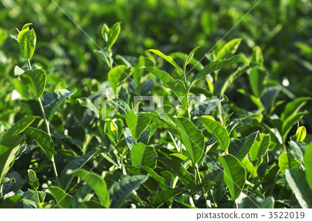 Tea mill bud 3522019