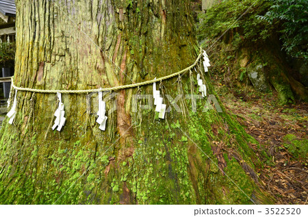 Hikoshiyama Takasumi Shrine Tengu Sugi 3522520