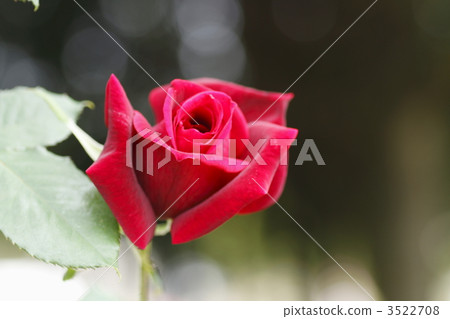 rose, papa meilland, roses 3522708