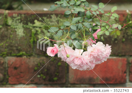 玫瑰花 玫瑰 日本貼梗海棠 3522743