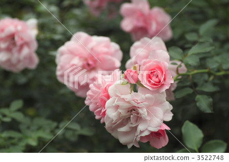 玫瑰花 薔薇 淺粉色 3522748
