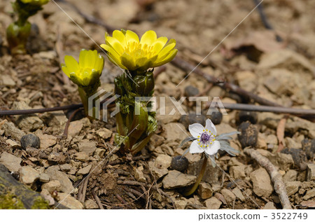 Adonis ramosa Adonis ramosa 3522749