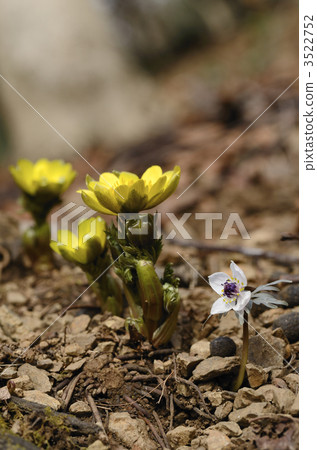 Fukushima Sebunseu Fukushima Sebunseu 3522752