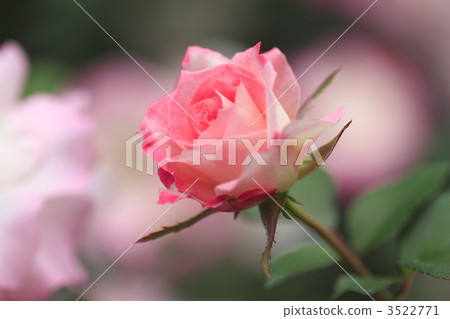 matilda, rose, roses 3522771
