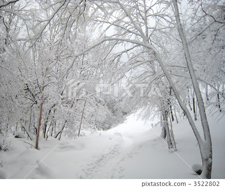 Route in the Iceberg forest Route in the Iceberg forest 3522802