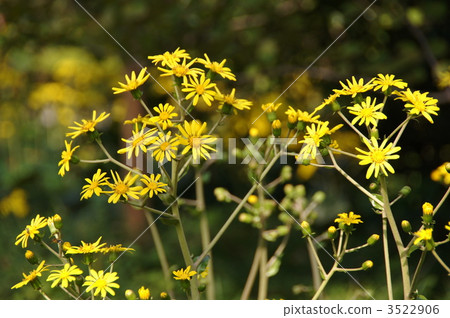 November Tsubaki · Asteraceae 36 November Tsubaki · Asteraceae 36 3522906