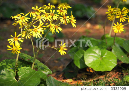 November Tsubaki · Asteraceae 38 November Tsubaki · Asteraceae 38 3522909